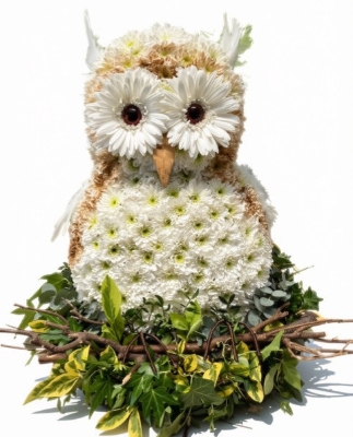 Owl.