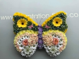 Butterfly.